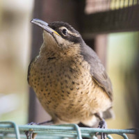 Victoria's Riflebird